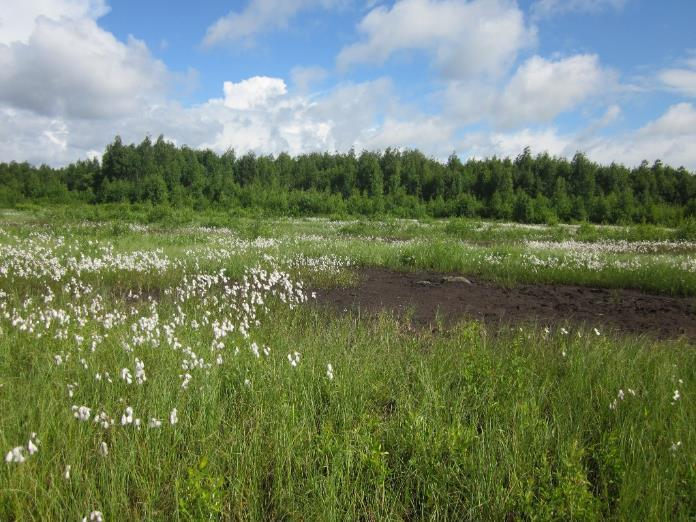 Esityksen sisältö Tausta Jälkikäyttö Suomessa HS-maiden aiheuttamat haasteet jälkikäytölle Tutkitut kohteet, aineiston