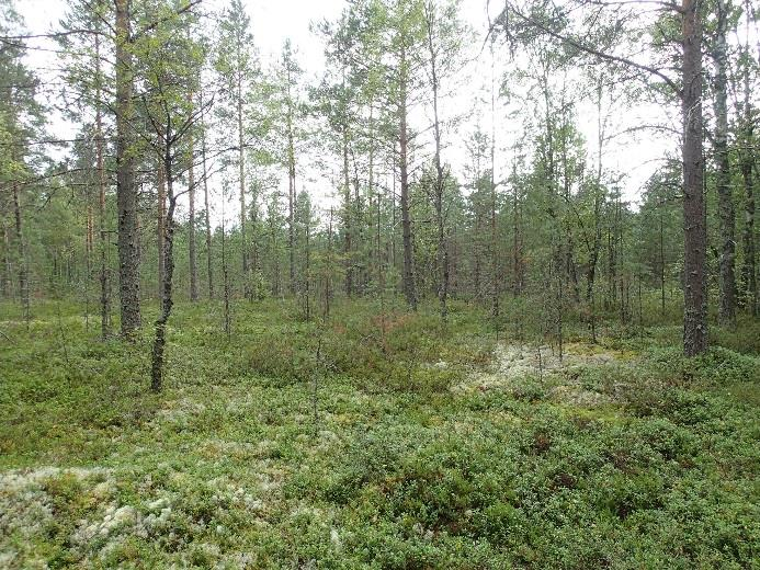 5 Tarkastettuja maastoja Tihistenkankaan lounaispuolella (vas) ja Kivikankaalla (oik). Maastoa Kivikankaalla (vas) ja Moisasenhaudan eteläpuolella (oik.