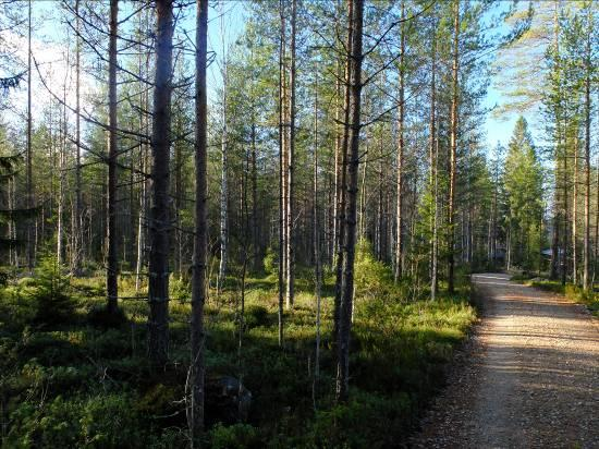 Myllyniemen ranta-asemakaavan kumoaminen Hyrynsalmen kunnan Hyrynjärvi Luontoselvitys 1.