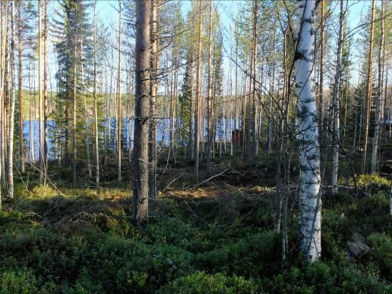 Maapuita tai pystykeloja ei esiinny tälläkään alueella. Ranta on edelleen lohkareinen. Kenttäkerroksessa mustikka, variksenmarja ja puolukka ovat valtalajit.