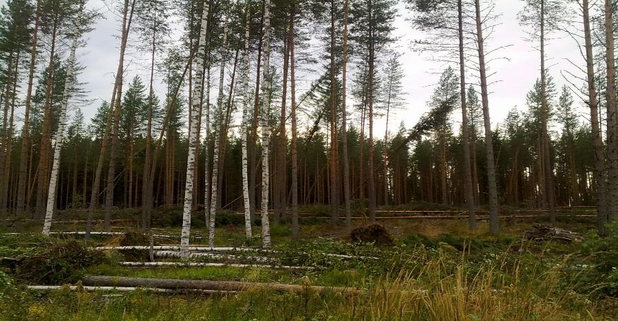 Jyrki Kangas, UEF) FORBIO-hankkeen tavoitteena on tuottaa uutta