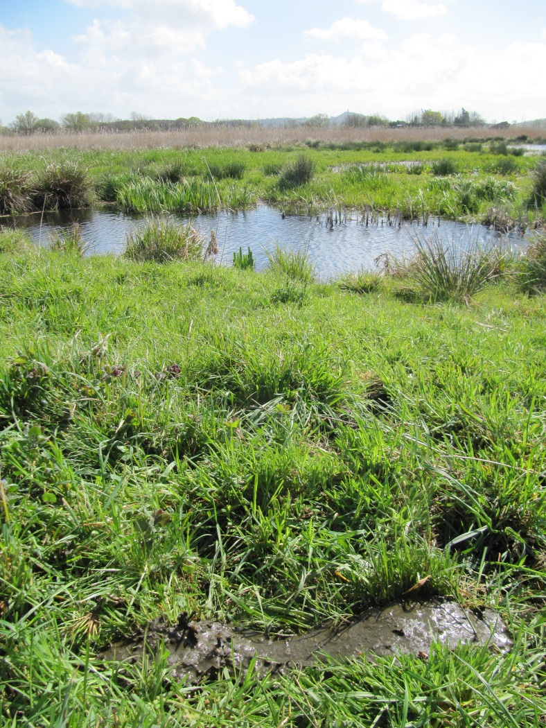 High nutrient loads from catchment areas Constructed wetland have been studied a lot, but should the spotlight be reserved for man-made wetlands only?