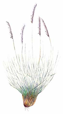 Ahonoidanlukko 10-25 cm Jäkki 20 30 cm Noidanlukkojen suku on saanut nimensä ketonoidanlukon lehdestä.