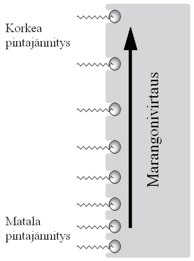 Kuva 5. Vasen kuva: Poikkileikkaus vaahdosta, jossa nesteen valuminen kahden kuplan välistä aiheuttaa pintajännitysgradientin (muokattu lähteestä: Mellema & Benjamins 2004, 114).