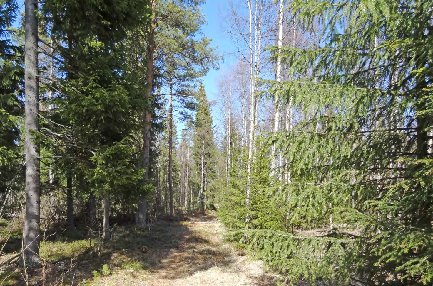 kaupunginvaltuusto hyväksynyt 9.1.2017 9 Poutapilvenpuistossa on asemakaava-alueen vanhinta puustoa.
