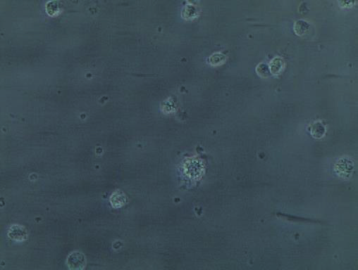 soluviljelminä kasvatetut ihmisen keratinosyytit (HaCaT), haiman beta solut (hiiren haima). Solulinjojen solut kasvatettiin laboratoriossa.
