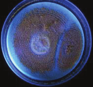 Epicoccum sp. L Kuva 9.