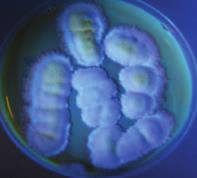 Penicillium atroviride