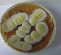 Stachybotrys sp.