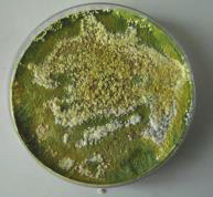 MTAV35 Chaetomium