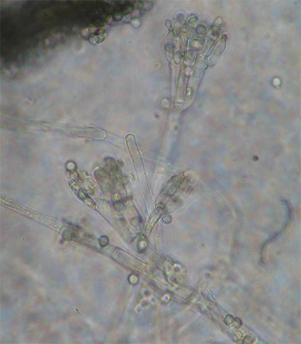 Paecilomyces variotii hiivaa käytettiin Suomessakin 1980-luvulla teolliseen rehuhiivan tuotantoon selluloosateollisuuden jäteliemistä.