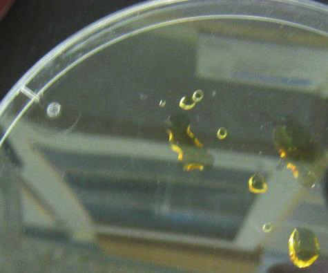Kuva 49. Penicillium expansum P61 pesäkkeet erittivät kullankeltaista nestettä (a, b, d), joka fluoresoi mustavalossa vihreänä (c) (kuva 50).
