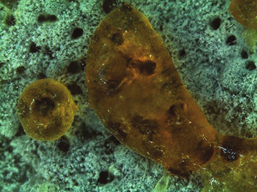 A B C D Kuva 52. Penicillium expansum toksiinivesikkelin lentomatka. Suuri, keltaista toksista nestettä sisältävä pisara (Ø~ 1,3 mm) eli vesikkeli irtosi homeen kasvupinnalta ilmaan (A).