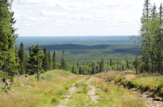 PROKON Lumivaaran tuulivoimapuisto Ympäristövaikutusten arviointselostus VAIKUTUKSET KASVILLISUUTEEN JA LUONTOKOHTEISIIN PROKON Wind Energy Finland Oy Kuva 11