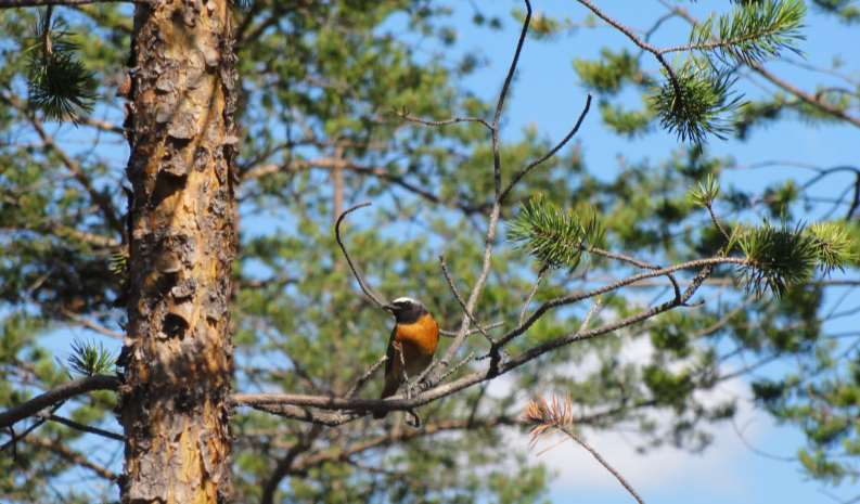 PROKON Lumivaaran tuulivoimapuisto VAIKUTUKSET LINNUSTOON 12 VAIKUTUKSET LINNUSTOON 12.1 Vaikutusmekanismit 12.1.1 Tuulivoimapuisto Tuulivoimahankkeiden linnustovaikutukset voidaan karkeasti jakaa niiden rakentamisen ja toiminnan aikaisiin vaikutuksiin.