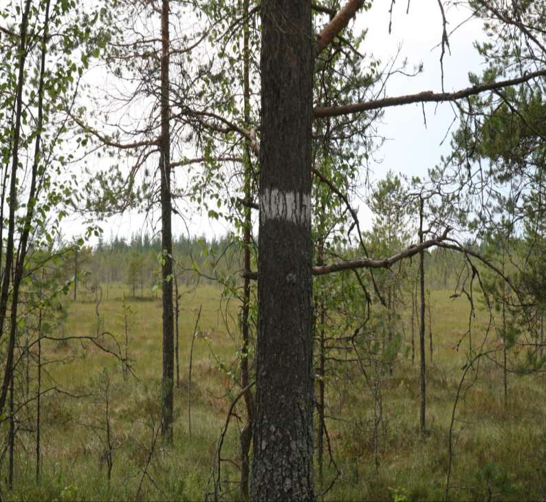 PROKON Lumivaaran tuulivoimapuisto VAIKUTUKSET NATURA-ALUEISIIN, LUONNONSUOJELUALUEISIIN JA SUOJELUOHJELMIEN KOHTEISIIN 14 VAIKUTUKSET NATURA-ALUEISIIN, LUONNONSUOJELUALUEI- SIIN JA SUOJELUOHJELMIEN