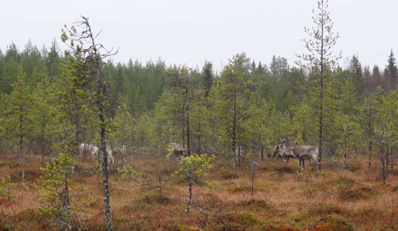 Prokon Lumivaaran tuulivoimapuisto VAIKUTUKSET POROTALOUTEEN PROKON Wind Energy Finland Oy 19 VAIKUTUKSET POROTALOUTEEN 19.