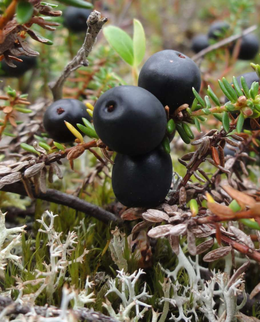 PROKON Lumivaaran tuulivoimapuisto VAIKUTUKSET YHDYSKUNTARAKENTEESEEN