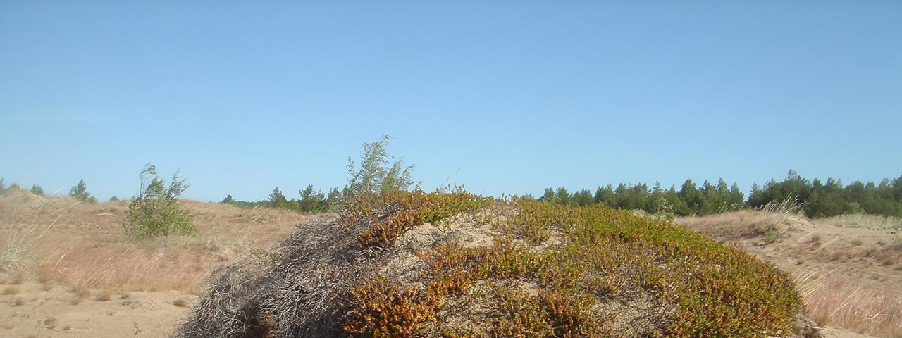 ursi) ja hanhenpaju (Salix repens) ovat tavallisia. Pensaista voi esiintyä katajaa (Juniperus communis) dyynialueilla. Lisäksi on sammalia ja jäkäliä.