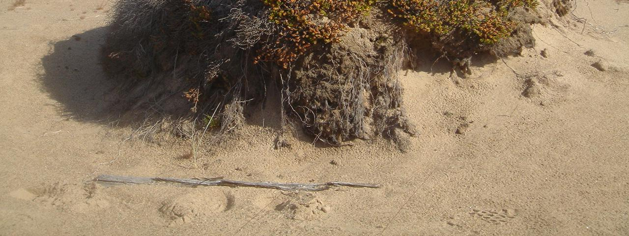Kummallakin alueella on voimakasta kulutusta. Variksenmarjan (Empetrum hermaphroditum) lisäksi vallitsevana lajina on vehreinä mattoina levittäytyvä hietikkotierasammal (Racomitrium canescens).