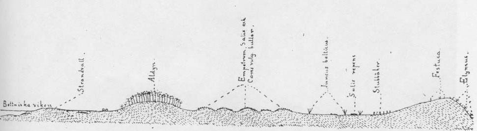 Tuota leppädyyniä ei enää alueella ole, mutta Hellemaan mukaan (1995: 121) lähellä metsänreunaa sijaitsevat dyynikummut voivat olla jäänteitä tästä dyynistä.