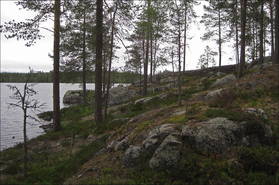 4 Tulokset Ylä-Tervajärvi Ylä-Tervajärven rantametsät ovat suurimmaksi osaksi eri-ikäisiä männiköitä ja havusekametsiä mutta jokunen pienialainen kuusikkokin alueella on, esimerkiksi notkossa
