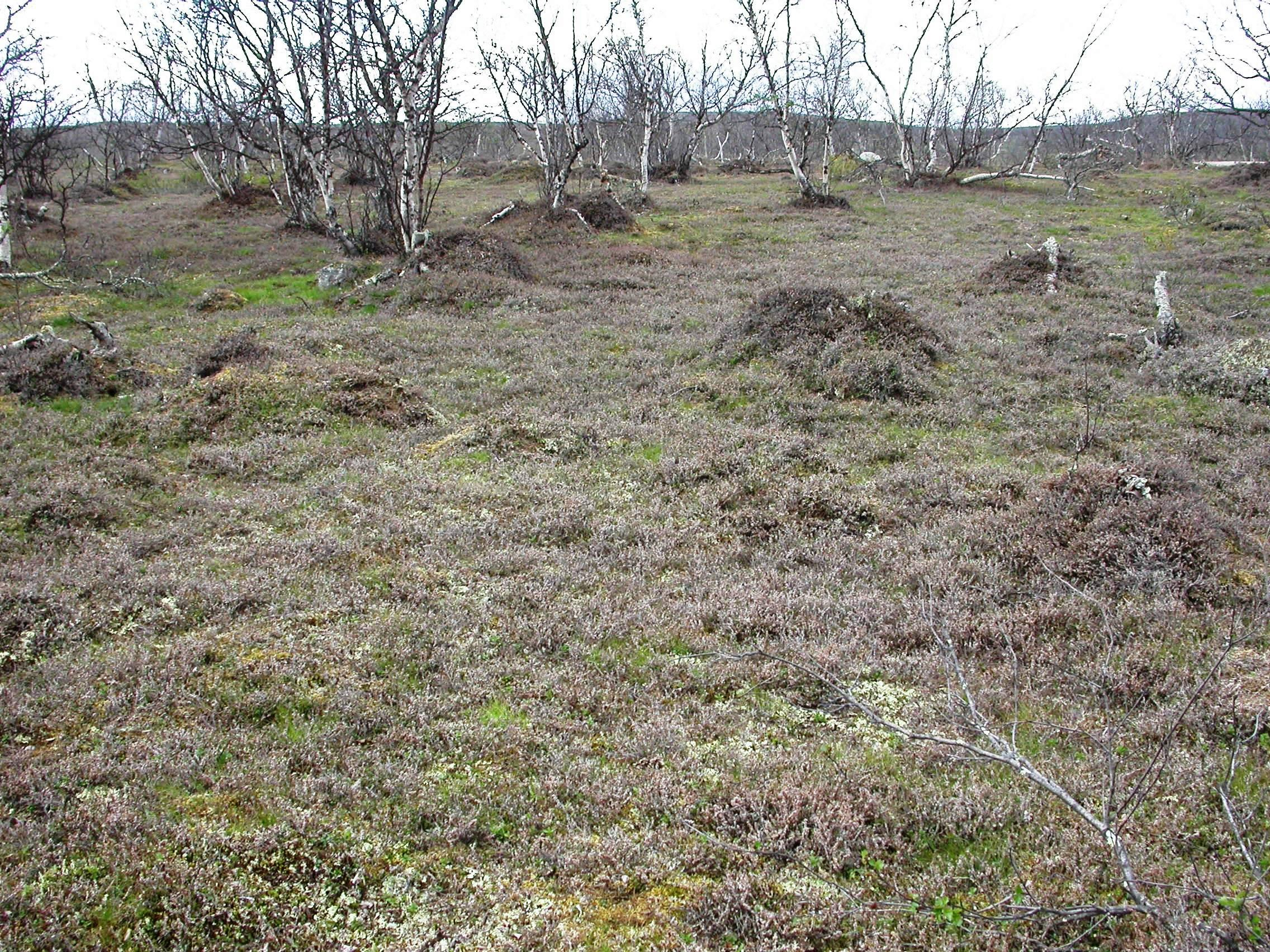 New observations since 2006: - Operophtera outbreaks following Epirrita outbreaks also in Finnish Lapland - No refoliation after Operophtera outbreaks; Also dwarf shrubs