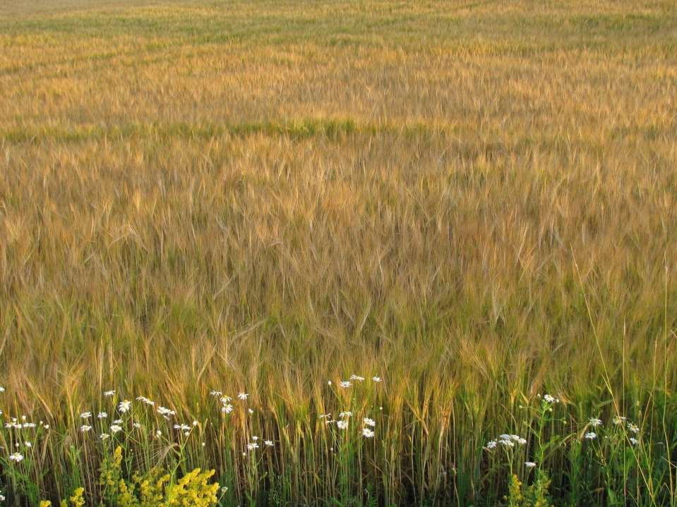 Kiitokset mielenkiinnosta! taru.palosuo@luke.fi Kirjallisuutta ja verkkosivuja: Palosuo et al. 2013. How to assess climate change impacts on farmers' crop yields?