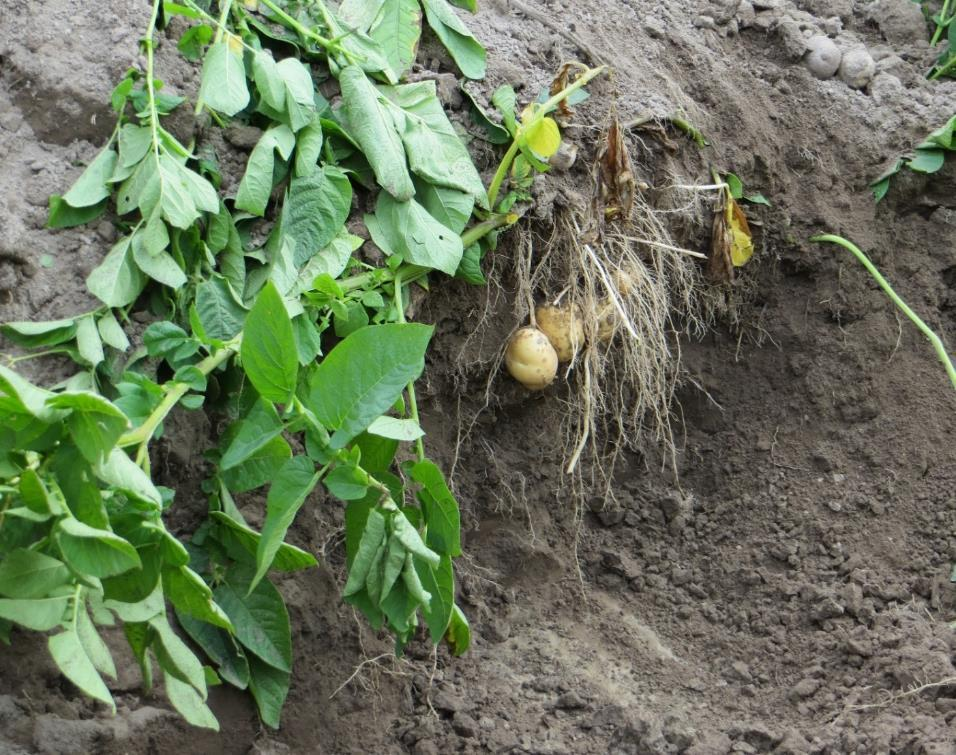 Viljelykierto vaikuttaa perunasadon laatuun Maan kasvukunnon heikentyminen alentaa perunan tärkkelyspitoisuutta.