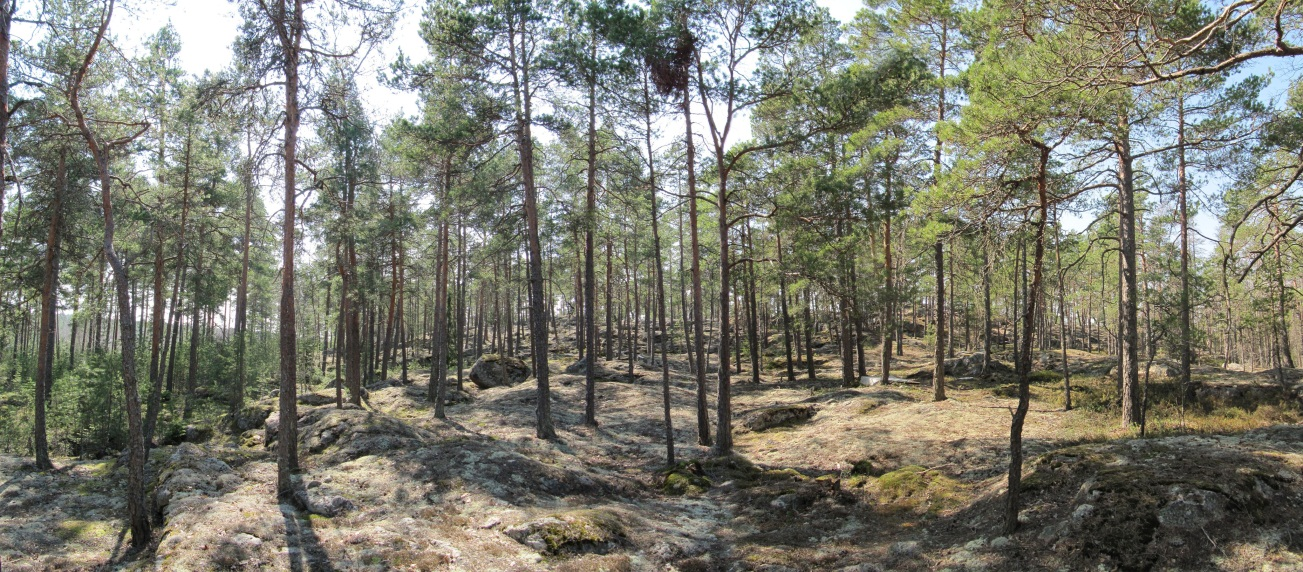 4 LÄHTÖKOHDAT 4.1 Selvitys suunnittelualueen oloista 4.1.1 Alueen yleiskuvaus Metsäisistä kallioista ja avoimesta peltoalueesta koostuva suunnittelualue on tällä hetkellä rakentumaton.