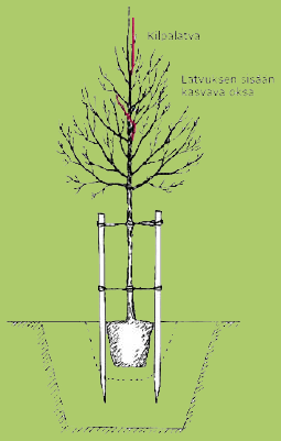 39 Kuva 7. Puun tuenta (Lähde http://www.puutarhaunelma.fi/index.php?section=37. Luettu 26.3.2014) Metsityskohteilla tarkoitetaan tyypillisesti isojen puistojen luonnonmukaisia osia sekä liikennealueiden reunojen maisemointialueita.