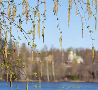 Koivujen kukinta alkaa Etelä- ja Keski-Suomessa yleensä huhtikuun lopussa lehtien puhkeamisen aikoihin ja suurimmat siitepölypitoisuudet mitataan yleensä toukokuun alkupuolella.