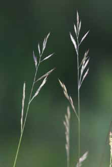 Tavallisimpia heinälajeja Nurmipuntarpää Alopecurus pratensis Allergia & Astma 3 4/2006 Nurmipuntarpää sekoitetaan usein samoilla kasvupaikoilla yleisenä esiintyvään timoteihin eli nurmitähkiöön.