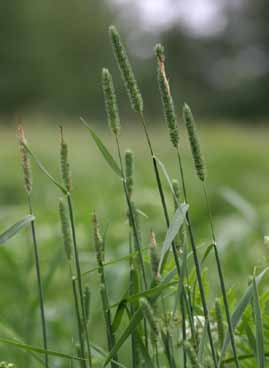 Järviruoko Phragmites australis Järviruoko on kastikoiden ohella kesän viimeisiä kukkivia heiniä.