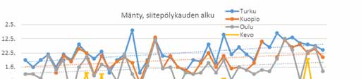 Mänty Mänty Männyn siitepölykausi käynnistyy yleensä nopeasti toukokuun lopun lämpimässä säässä.