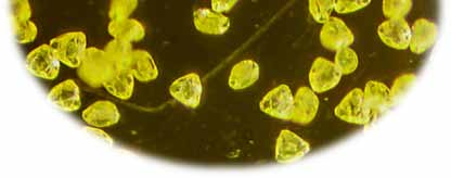 3 Emberlin J, Detandt M, Gehrig R, Jäger S, Nolard N, Rantio-Lehtimäki A. 2002. Responses in the start of Betula (birch) pollen seasons to recent changes in spring temperatures across Europe. Int. J. Biometeorol.
