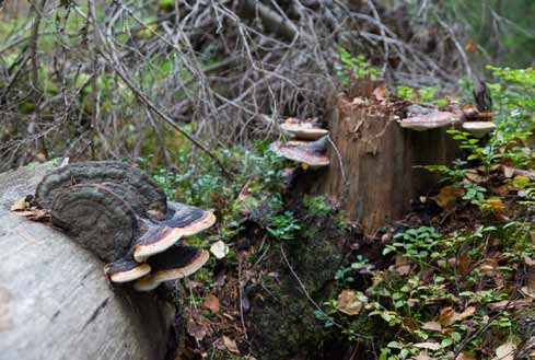 luonnonympäristön mukaan. Luontosuhteemme on muuttunut Euroopan ennätysvauhtia.