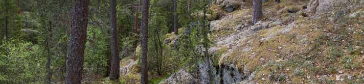 Metsäluonto kaipaisi allergiaohjelman vastinetta Allergiaohjelmaan kytkeytyvää luontoviestiä ei ole suunnattu vain ja ainoastaan lapsille ja nuorille.