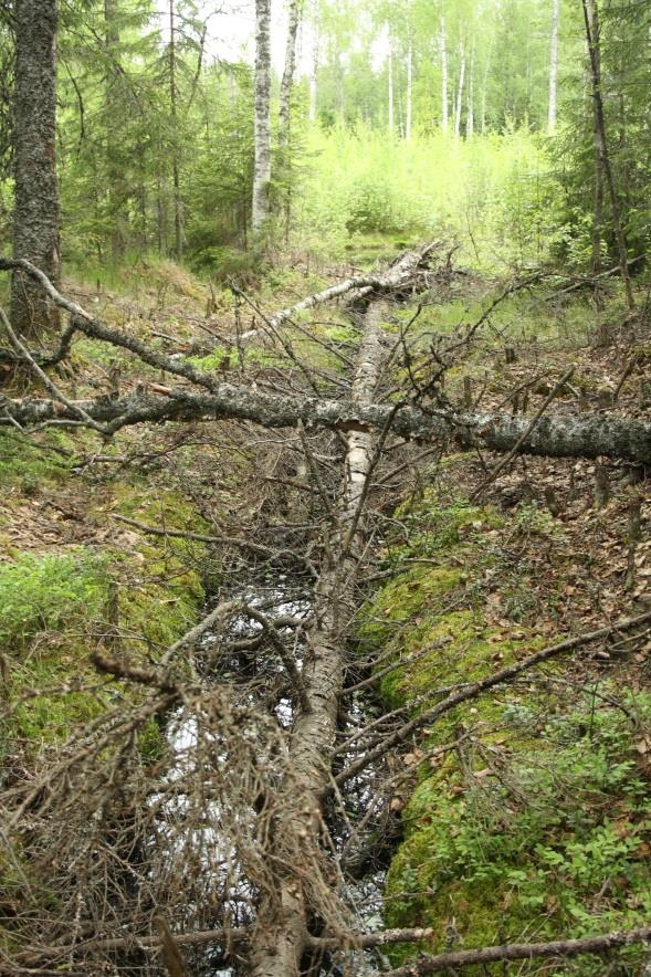 Kaivu- ja perkauskatkot Ojaan jätettävä perkaamaton tai uuden ojan kaivun yhteydessä kaivamaton osuus Suositeltava pituus vähintään 20 m Vesi suotautuu perkaustai kaivukatkon kohdalla