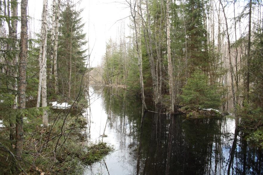 Lyhytaikaisen tulvan salliminen, tulvaalueiden palauttaminen Kasvillisuuden peittämät tulvaalueet pidättävät tehokkaasti kevättulvan aikaista kiintoaineja ravinnekuormitusta Metsäalueilla puusto ei