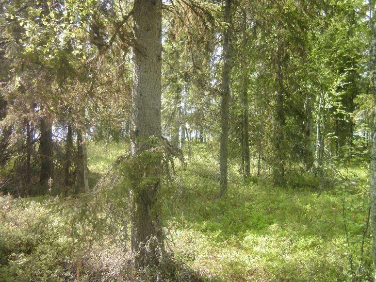 4 Kuva 1. Suunnittelualueen topografia on tasainen. Kuvassa tyypillistä kuusivaltaista kangasta. Puusto on eri-ikäistä. 3.