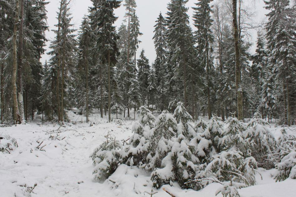 Kohde hakattu poiminta-