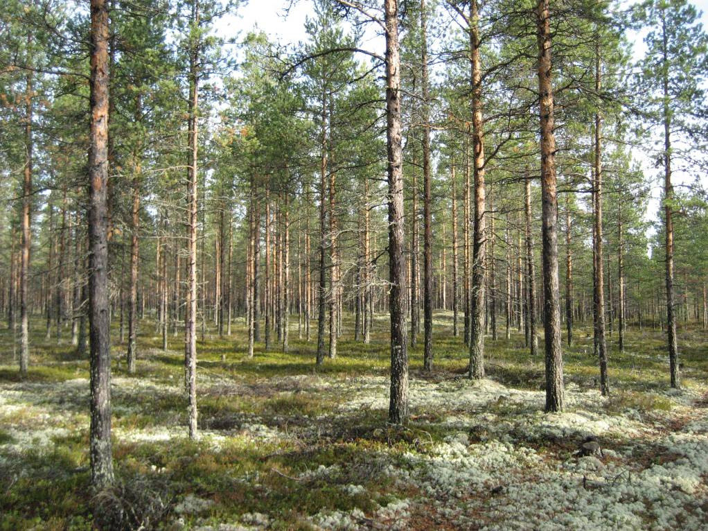 12 4.2. Viherverkostot Kuva 4: Dyynialue Joutsensuon itäpuolella Maisemarakenteen kannalta arvokkaimmat alueet ovat järvet, pellot, dyynialueet, avosuot, kosteikkopainanteet sekä korkeimmat selänteet.