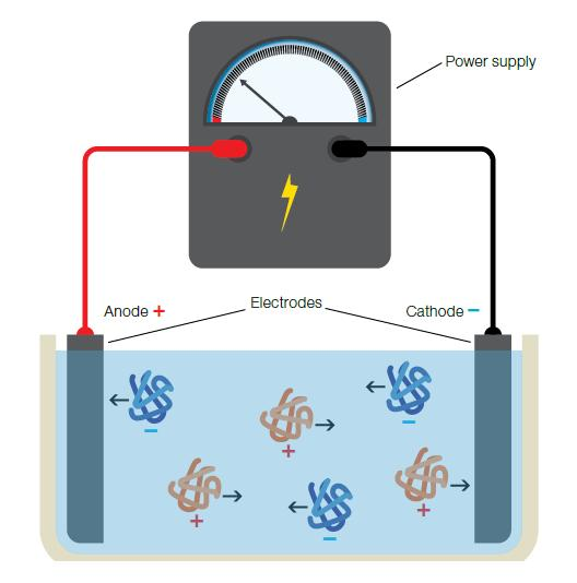 bacterial-expression-systems/c1e2q Proteiinien elektroforeesin periaate Proteiinit liikkuvat sähkökentässä Hyödynnetään