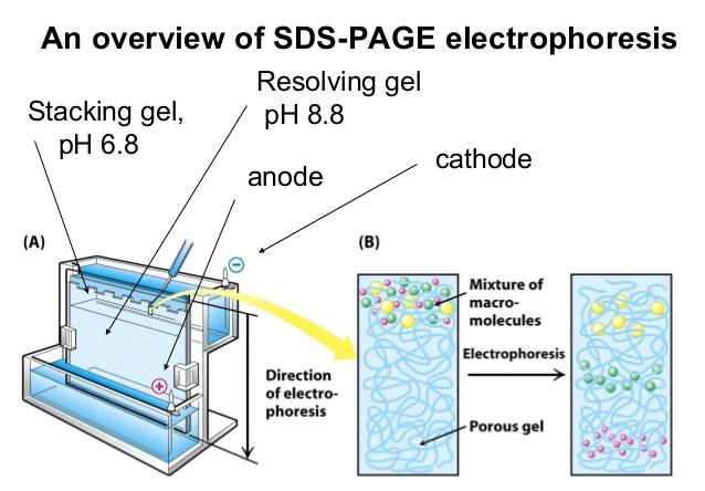 SDS-PAGE SDS = sodium dodecyl sulphate (negatiivisesti varautunut detergentti) PAGE = polyakryyliamidi-geelielektroforeesi SDS-PAGE = natriumdodekyylisulfaattipolyakryyliamidigeelielektroforeesi SDS