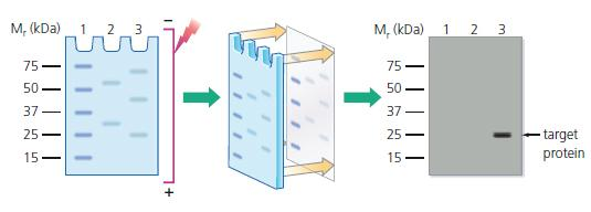 Western blot -menetelmän tuloksena vain tutkittava proteiini havaitaan membraanilla, jos alkuperäinen