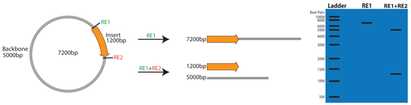 DNA-geelielektroforeesi Plasmidissa olevan geeni-insertin olemassaolo voidaan tarkistaa restriktioentsyymi-digestion ja DNA-geelielektroforeesin