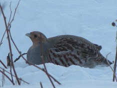 KANAKOIRAJAOSTON TOIMINTAKERTOMUS v.