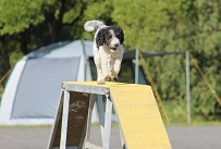 Vuoden kasvattajakilpailu 1. Tuulihaan kennel, om. Toni & Johanna Seppälä 16p. Suomenajokoira, Tuulihaan Aura FI39459/10 AJOK-1 95,25p. (5p.) Suomenajokoira, Tuulihaan Bonze FI39963/13 AJOK-1 91,50p.