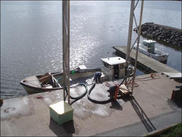 Kuva 4. Rysäsilakan vastaanottoa Tuomaraisten kalasatamassa. Kalarannan Vihannes Oy:lle myönnettiin 20 000 euron lisäkiintiö, millä ostettiin kesä-joulukuussa vielä 38 tonnia kalaa.